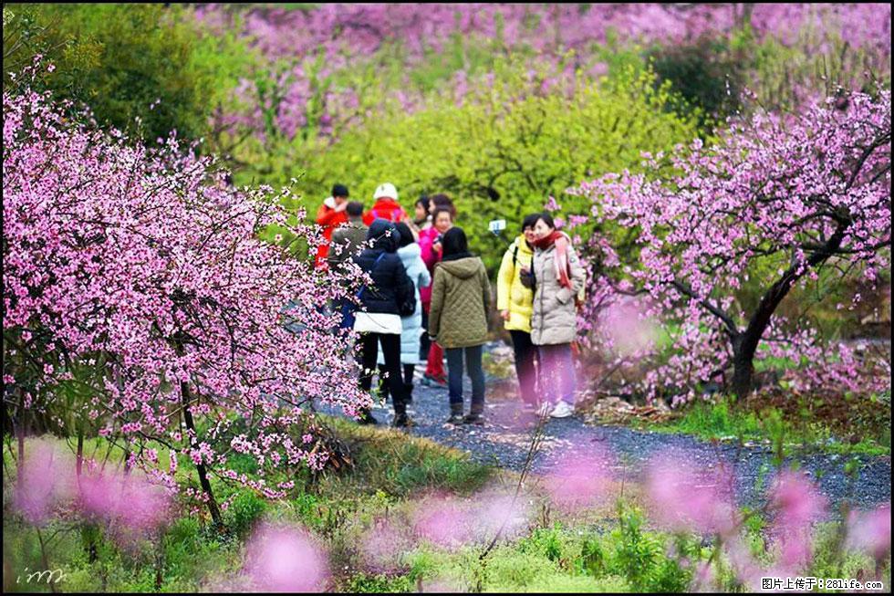 【春天，广西桂林灌阳县向您发出邀请！】官庄村有个醉美的桃花园 - 游山玩水 - 长沙生活社区 - 长沙28生活网 cs.28life.com