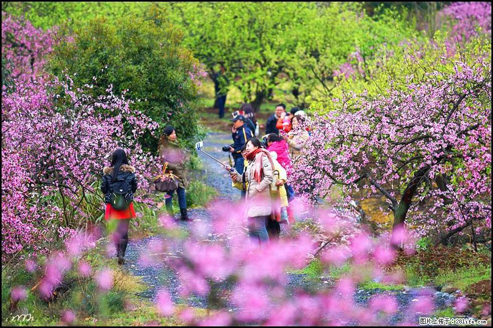 【春天，广西桂林灌阳县向您发出邀请！】官庄村有个醉美的桃花园 - 游山玩水 - 长沙生活社区 - 长沙28生活网 cs.28life.com