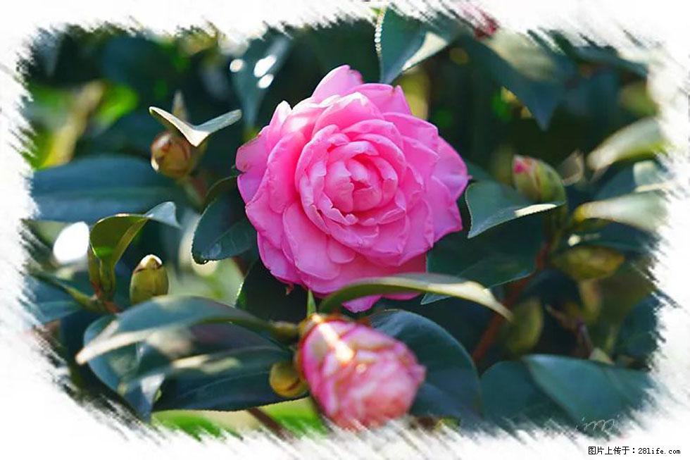 【春天,广西桂林灌阳县向您发出邀请!】杨柳井茶花惹人爱 - 游山玩水 - 长沙生活社区 - 长沙28生活网 cs.28life.com