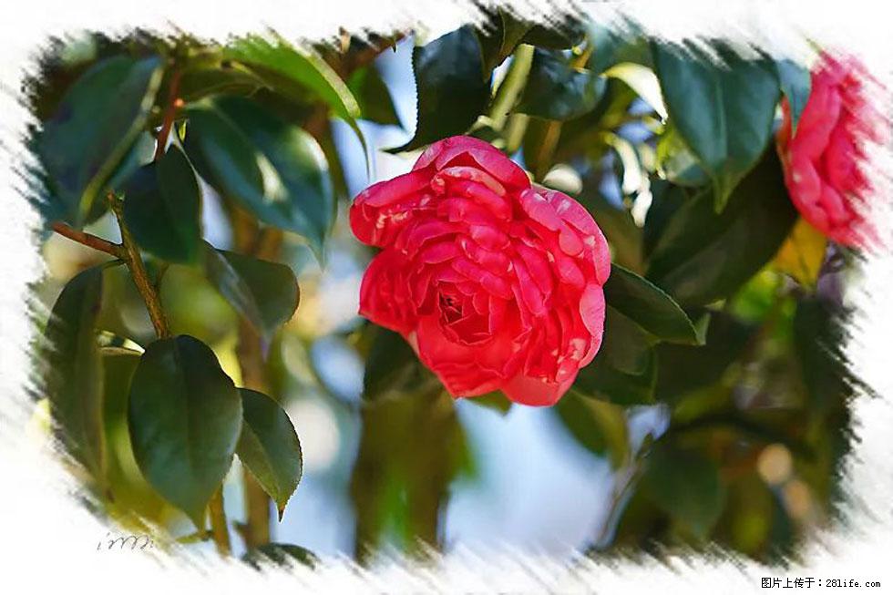 【春天,广西桂林灌阳县向您发出邀请!】杨柳井茶花惹人爱 - 游山玩水 - 长沙生活社区 - 长沙28生活网 cs.28life.com