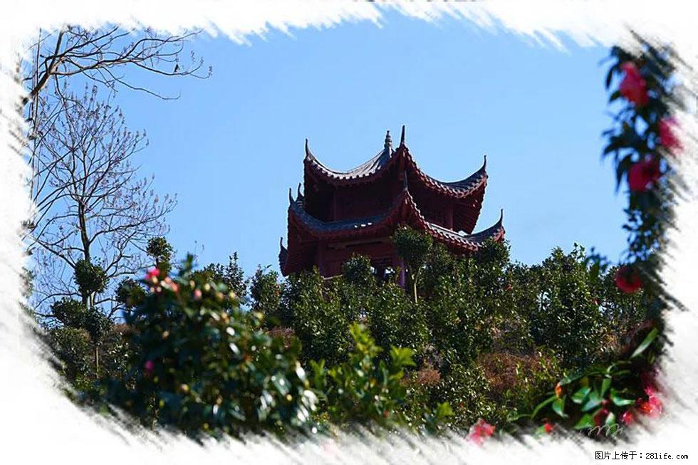 【春天,广西桂林灌阳县向您发出邀请!】杨柳井茶花惹人爱 - 游山玩水 - 长沙生活社区 - 长沙28生活网 cs.28life.com