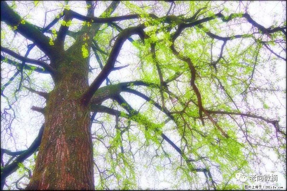 【春天,广西桂林灌阳县向您发出邀请!】在小龙村与春天约会 - 游山玩水 - 长沙生活社区 - 长沙28生活网 cs.28life.com