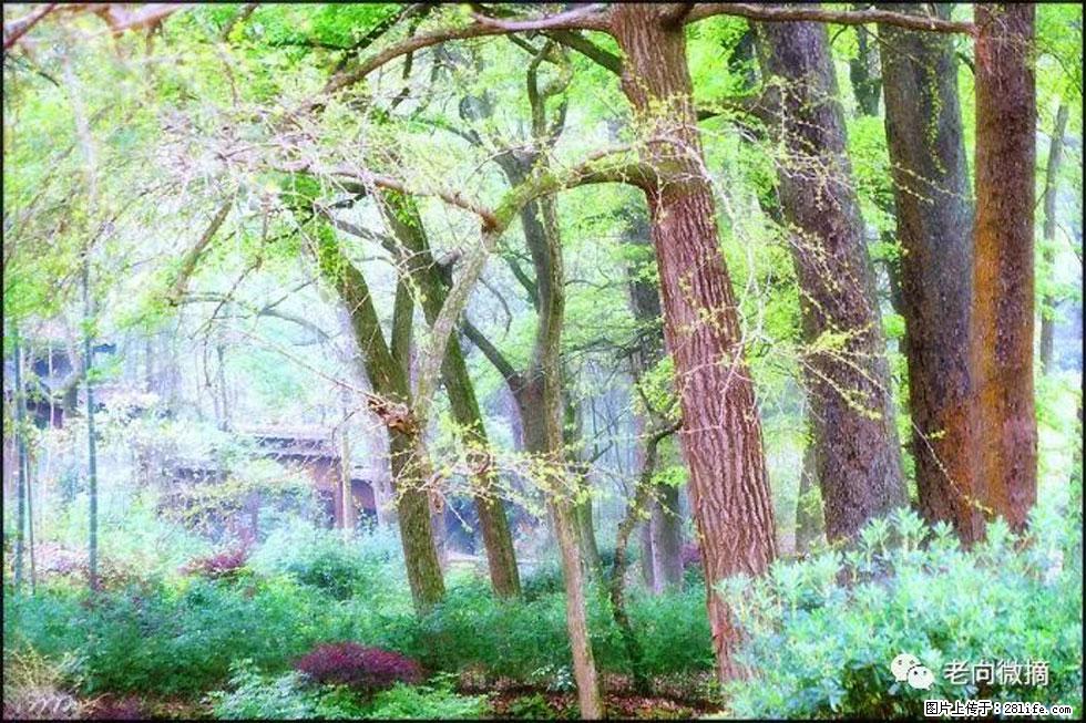 【春天,广西桂林灌阳县向您发出邀请!】在小龙村与春天约会 - 游山玩水 - 长沙生活社区 - 长沙28生活网 cs.28life.com