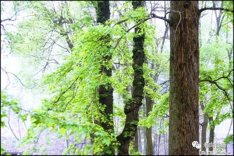 【春天,广西桂林灌阳县向您发出邀请!】在小龙村与春天约会 - 游山玩水 - 长沙生活社区 - 长沙28生活网 cs.28life.com