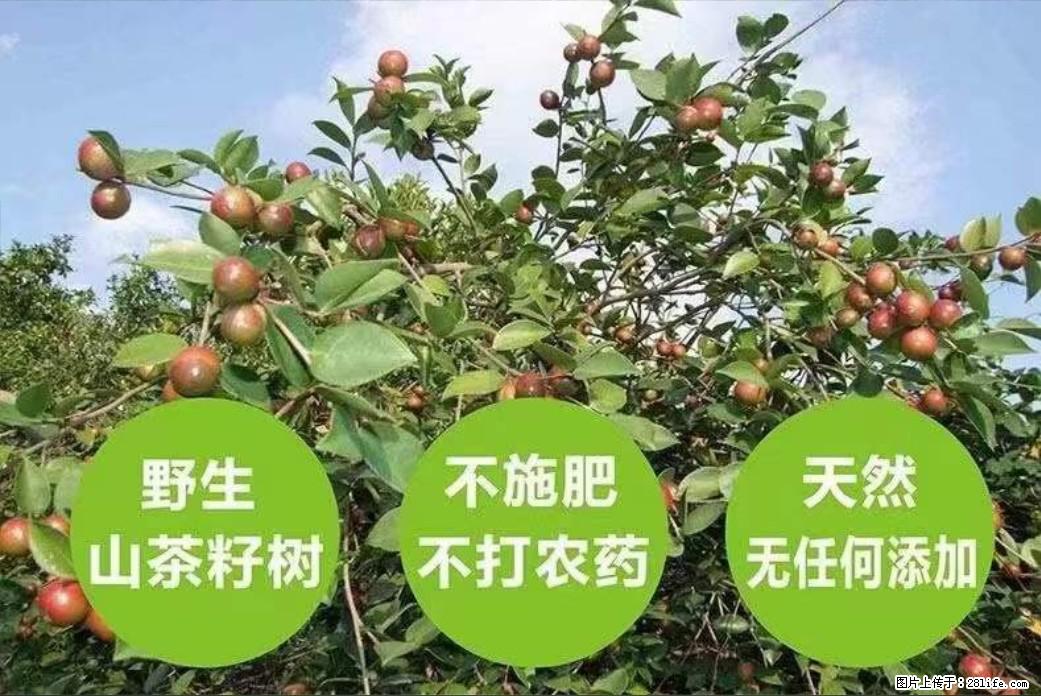 【灌阳县油茶产业示范区】一个有着充实的精神生活的人,对待身外之物自会有一种淡泊的态度 - 美食天地 - 长沙生活社区 - 长沙28生活网 cs.28life.com