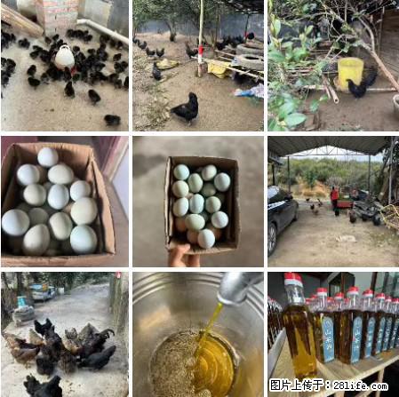 油茶园从小鸡仔开始养起的纯土鸡、土鸡蛋可以预定啦!还有前几天刚榨的纯山茶油哦 - 美食天地 - 长沙生活社区 - 长沙28生活网 cs.28life.com