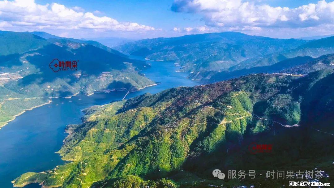 时间果百年古树龙珠普洱生茶 - 购物交流 - 长沙生活社区 - 长沙28生活网 cs.28life.com