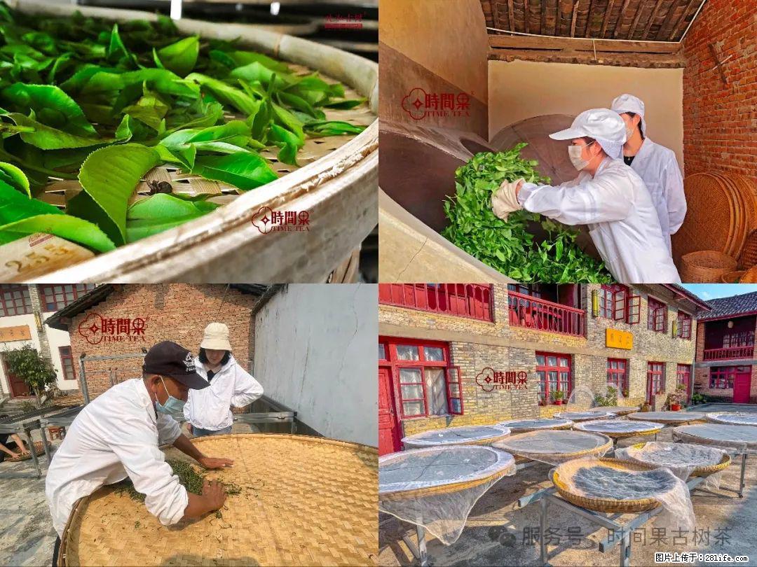 时间果百年古树龙珠普洱生茶 - 购物交流 - 长沙生活社区 - 长沙28生活网 cs.28life.com