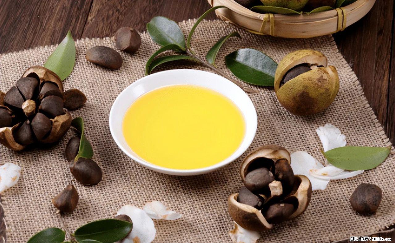 揭秘茶油的5大核心营养成分！被称为人体健康的“守护盾”！ - 长沙生活资讯 - 长沙28生活网 cs.28life.com