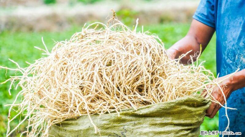 堪称“最难吃”的蔬菜，却是 “抗辐射神器”，还能护肺、清热、止咳化痰！ - 长沙生活资讯 - 长沙28生活网 cs.28life.com