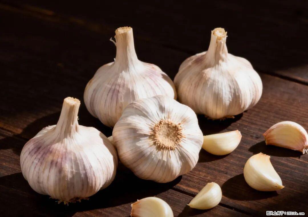 关于大蒜，除了“天然抗生素”，这4个谣言更该警惕! - 长沙生活资讯 - 长沙28生活网 cs.28life.com