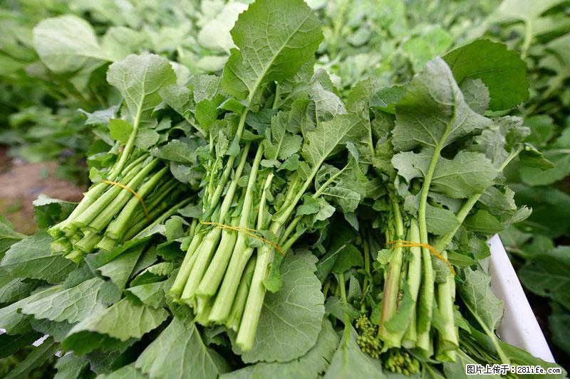 这些蔬菜是“天然钙片”,这6种被医生重点推荐 - 长沙生活资讯 - 长沙28生活网 cs.28life.com